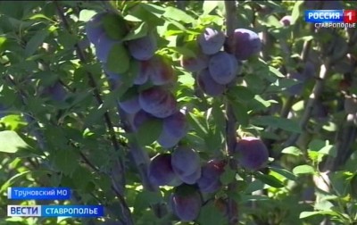 Ставропольскую сливу ждут по всей России
