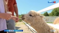 На Ставрополье растет популярность «сельских маршрутов» На Ставрополье растет популярность «сельских маршрутов»