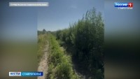 На Ставрополье уничтожили более двух тонн дикорастущих наркосодержащих растений