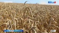 На Ставрополье идет к завершению уборка зерновых