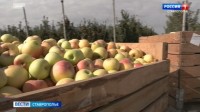 На Ставрополье начался сбор ранних яблок