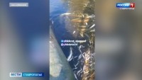 На Ставрополье зафиксирована массовая гибель фауны на озере "Барсуки"