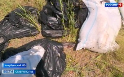 Причины массовой гибели рыбы выясняют на Ставрополье