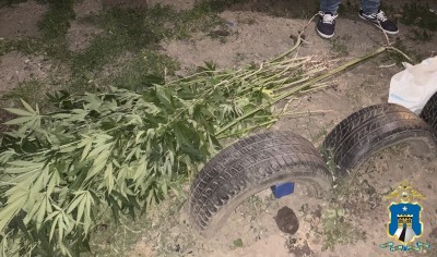 В Ставропольском крае полицейские пресекли незаконное культивирование конопли В Ставропольском крае полицейские пресекли незаконное культивирование конопли