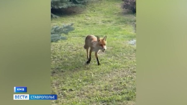 В Кисловодске дикий лис подружился с отдыхающими