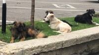 На Ставрополье возбуждено уголовное дело по факту нападения собак на ребенка На Ставрополье возбуждено уголовное дело по факту нападения собак на ребенка