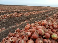 На Ставрополье приступили к уборке репчатого лука На Ставрополье приступили к уборке репчатого лука
