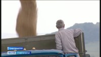 Отличный урожай зерновых собрали аграрии Предгорного округа Ставрополья