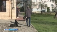 Глава СКР взял под контроль дело о нападения на ребёнка бродячих собак на Ставрополье