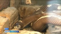 Большинство змей на Кавминводах являются редкими и краснокнижными видами Большинство змей на Кавминводах являются редкими и краснокнижными видами