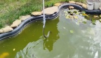 Змею поймали во дворе частного дома в Михайловске Змею поймали во дворе частного дома в Михайловске