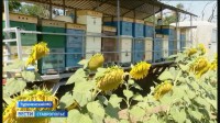 Чем полезен подсолнечный мед и как правильно выбрать настоящий Чем полезен подсолнечный мед и как правильно выбрать настоящий