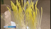 Зерно в закромах: ставропольские хлеборобы собрали более 9 млн тонн Зерно в закромах: ставропольские хлеборобы собрали более 9 млн тонн