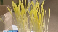 Зерно в закромах: ставропольские хлеборобы собрали более 9 млн тонн