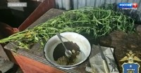 На Ставрополье мужчина устроил дома сад из наркосодержащих растений