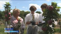 Юные агрономы вырастили в школьном саду первый урожай популярных сортов яблок