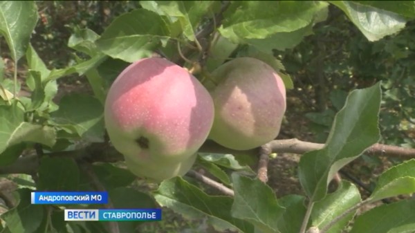 Урожай яблок на Ставрополье в последние годы заметно вырос