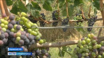 Как ставропольская непогода повлияла на урожай винограда Как ставропольская непогода повлияла на урожай винограда