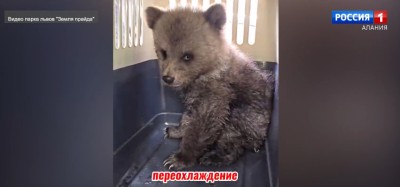 Медвежонок Дынька, которого нашли во Владикавказе, переехал в Подмосковье