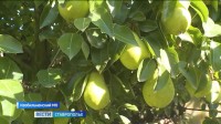 На Ставрополье собирают летние сорта груш