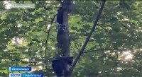 В  парке Железноводска родились пятеро енотиков