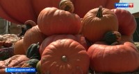На Ставрополье фермеры собирают оранжевый урожай