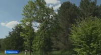 Площадь лесов в России с каждым годом увеличивается