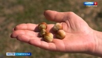 На Ставрополье начинается сезон уборки фундука
