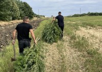 Полиция Георгиевска уничтожила плантацию дикорастущей конопли