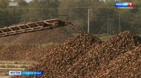 Урожайность сахарной свеклы бьет рекорды на Ставрополье