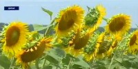 В Предгорье приступили к уборке подсолнечника В Предгорье приступили к уборке подсолнечника