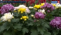 Почти 100 тысяч хризантем отправили по всей стране из Кочубеевского округа Ставрополья Почти 100 тысяч хризантем отправили по всей стране из Кочубеевского округа Ставрополья