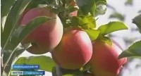 На Ставрополье начался массовый сбор осенних яблок