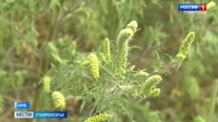 Опасный аллерген: как на Ставрополье борются с амброзией? Опасный аллерген: как на Ставрополье борются с амброзией?