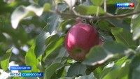 Сбор осенних яблок начался на Ставрополье