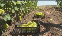На развитие виноградарства на Ставрополье предусмотрено более 100 млн рублей господдержки На развитие виноградарства на Ставрополье предусмотрено более 100 млн рублей господдержки