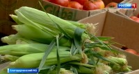 Богатый урожай овощей собирают в Благодарненском округе Ставрополья Богатый урожай овощей собирают в Благодарненском округе Ставрополья