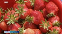 На Ставрополье планируют создать крупнейший в России ягодный кластер