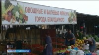 Рекордный урожай овощей вырастили в Благодарнеском округе Рекордный урожай овощей вырастили в Благодарнеском округе