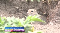 В Кабардино‑Балкарии из-за угрозы чумы ввели ограничения в популярных туристических местах В Кабардино‑Балкарии из-за угрозы чумы ввели ограничения в популярных туристических местах