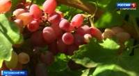 Уборка винограда стартовала на Ставрополье