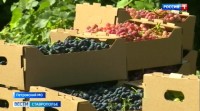 Столовый виноград начали убирать на Ставрополье Столовый виноград начали убирать на Ставрополье