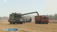 На Ставрополье прорабатывают вопрос зерновой интервенции На Ставрополье прорабатывают вопрос зерновой интервенции