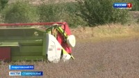 На Ставрополье началась уборка льна На Ставрополье началась уборка льна