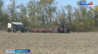 Аграрии Ставрополья начали сев озимого рапса Аграрии Ставрополья начали сев озимого рапса