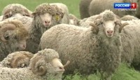 Свыше 120 млн рублей на развитие получили животноводы Ставрополья Свыше 120 млн рублей на развитие получили животноводы Ставрополья