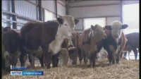 На Ставрополье прошла конференция с участием ученых-животноводов из Бразилии На Ставрополье прошла конференция с участием ученых-животноводов из Бразилии