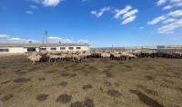 На Ставрополье директор фирмы признан виновным в мошенничестве и неправомерном обороте средств платежей На Ставрополье директор фирмы признан виновным в мошенничестве и неправомерном обороте средств платежей