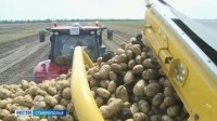 Уборка картофеля на Ставрополье приближается к экватору