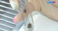 Клещи вновь активизировались на Ставрополье